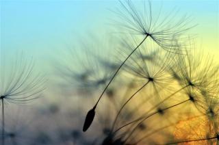 Dandelion seeds in the wind