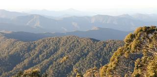 Australian bushland landscape at dawn