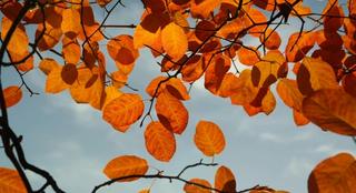 Orange beech leaves (autumn) against a blue sky