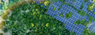 Solar panels amongst trees