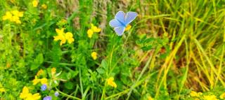 Purple butterfly amongst yellow and purple flowers