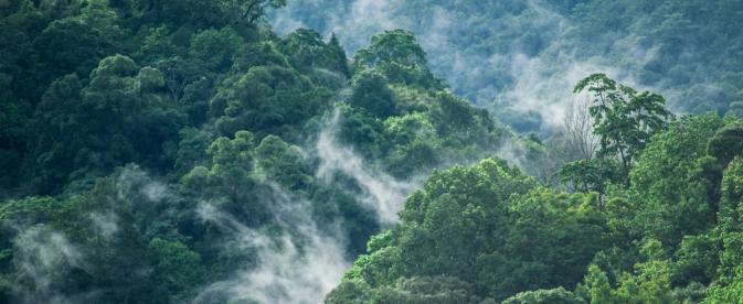 Misty tropical mountains