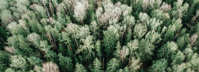 Bird's eye view of a forest 