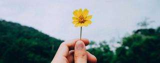 hand holding out a yellow flower